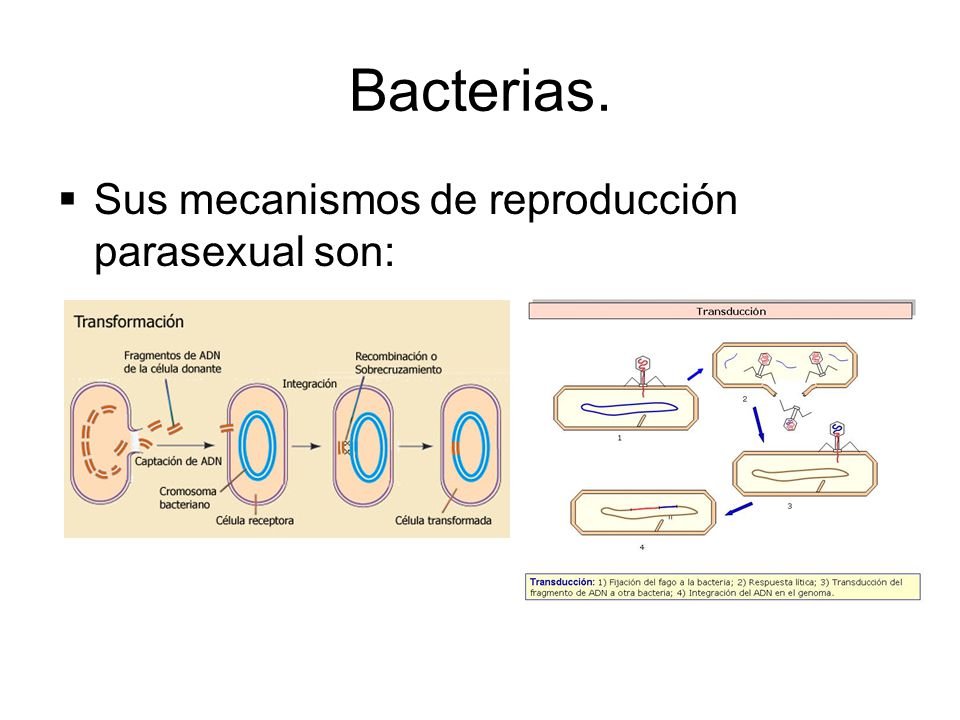 parasexual Reproduccion bacterias parasexual Reproduccion bacterias